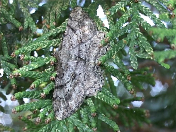 Nadelholz-Baumspanner ( Peribatodes secundaria ), Männchen : Moers, in unserem Garten, 17.06.2006